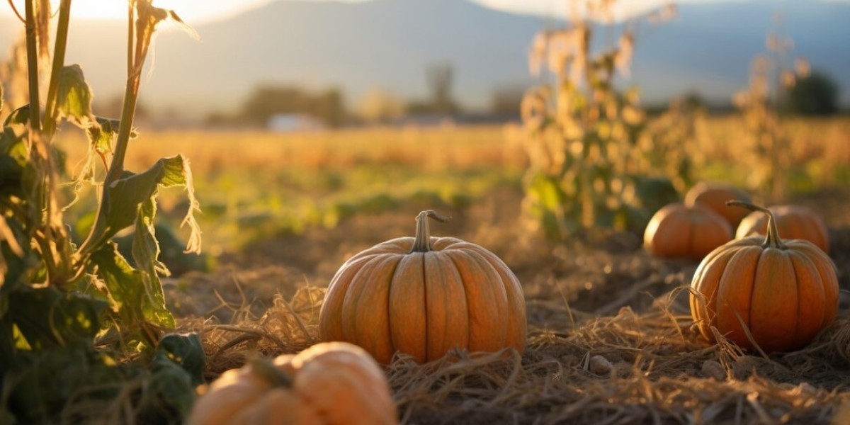 Find the Perfect Pumpkin at Kustermans Pumpkin Farm Near You