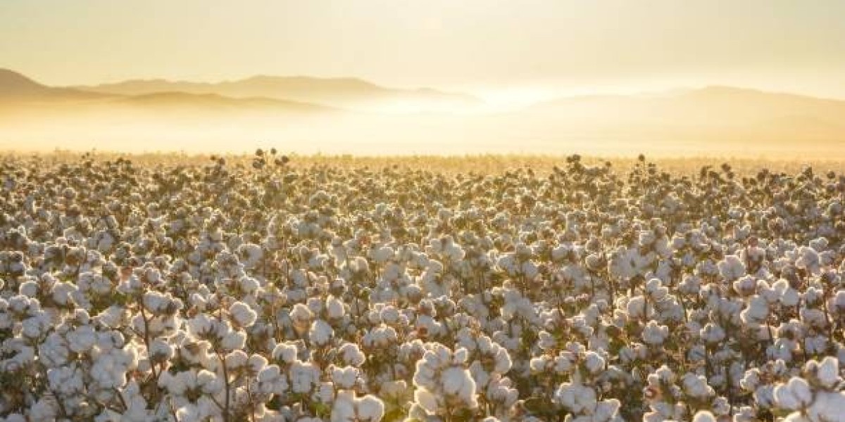 Purchase High-Quality Cotton Seeds Online from IFSA Seeds